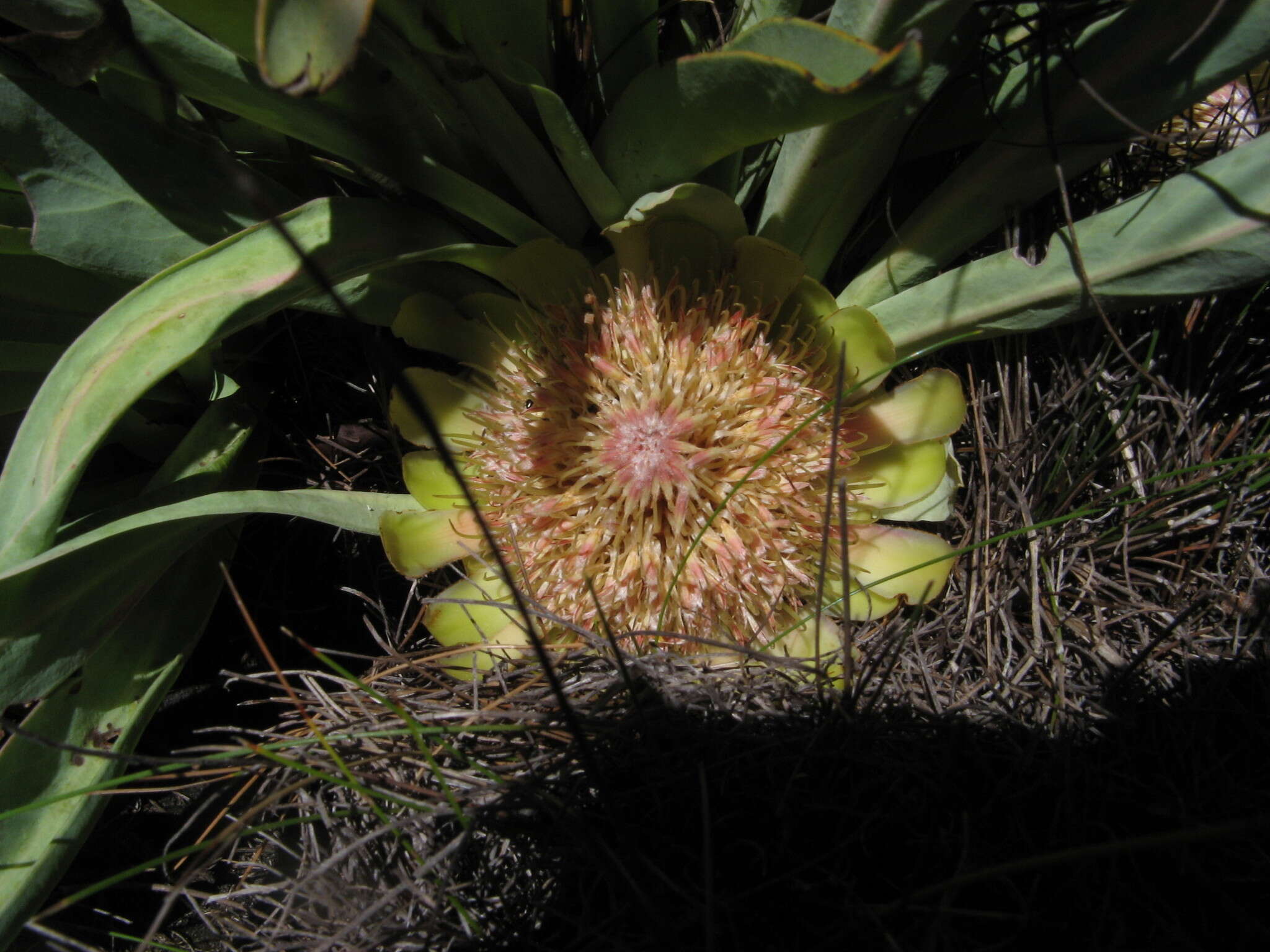 Image de Protea laevis R. Br.