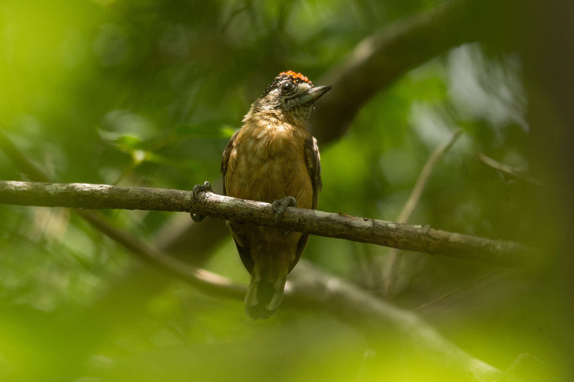 Image of Ochraceous Piculet