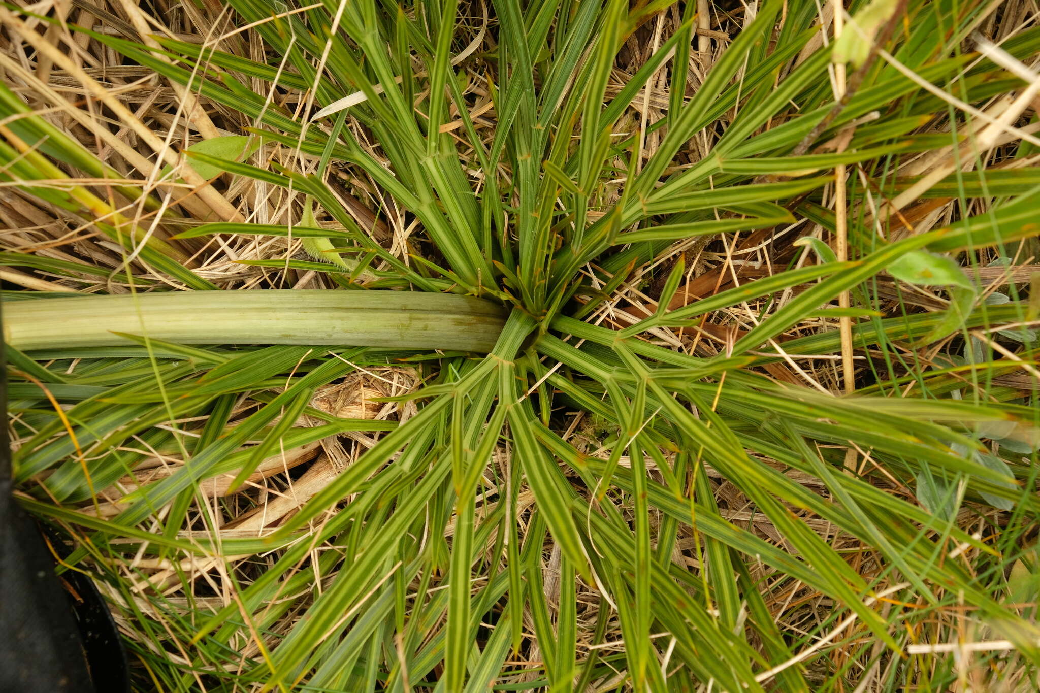 Image of Aciphylla crenulata Armst.