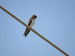 Image of Grey-throated Martin