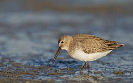 Image of Calidris alpina hudsonia (Todd 1953)