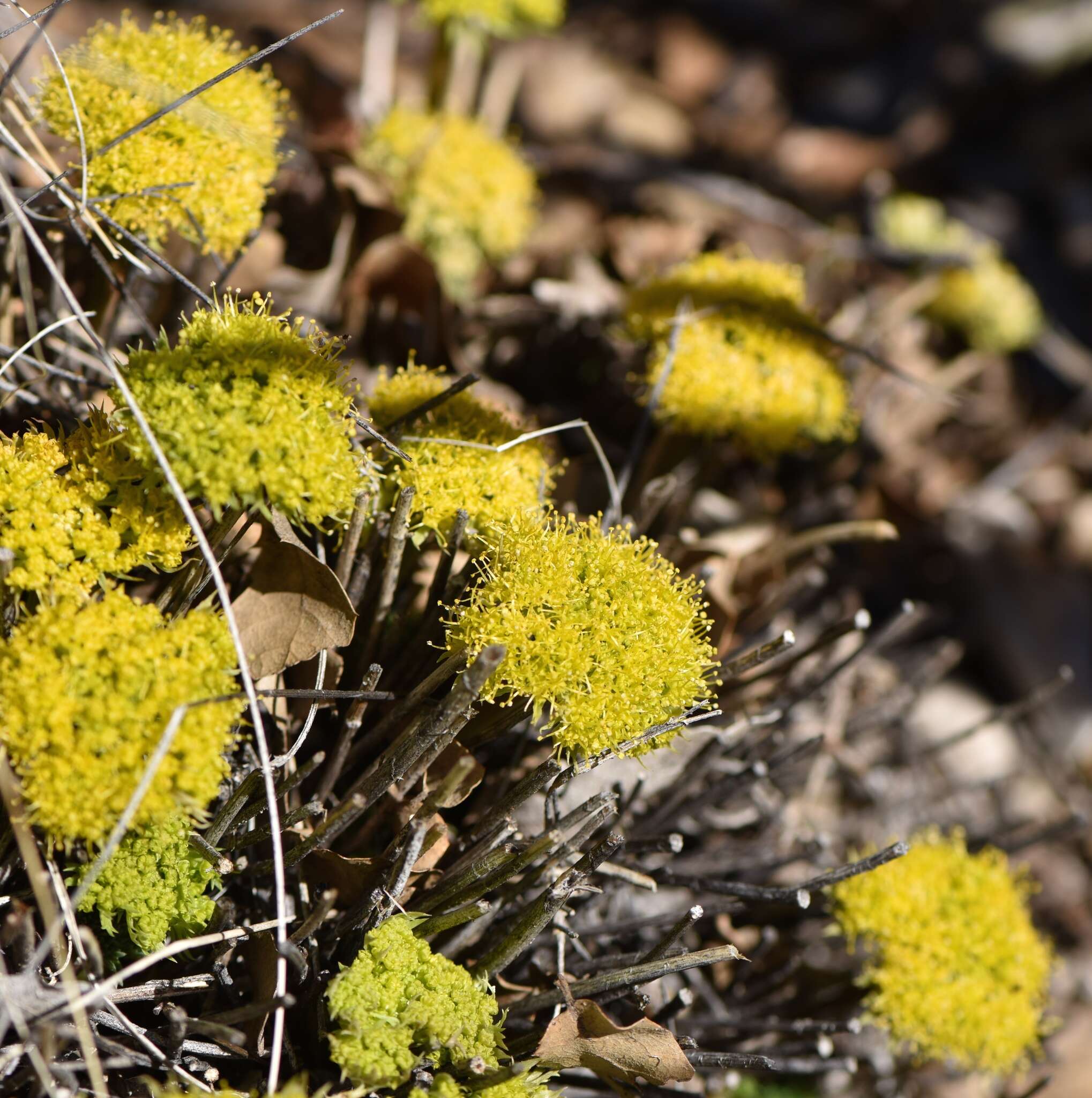 Image of Utah desertparsley