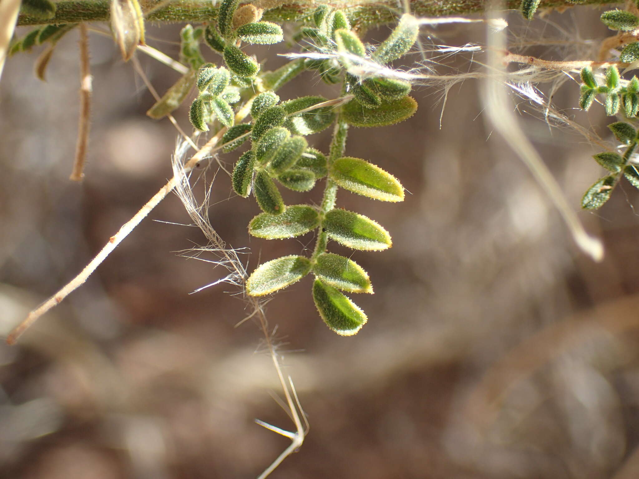 Image of Indigofera heterotricha DC.