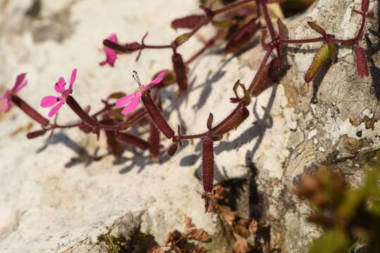 Image of Saponaria calabrica Guss.