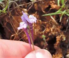 Plancia ëd Linaria amethystea subsp. amethystea