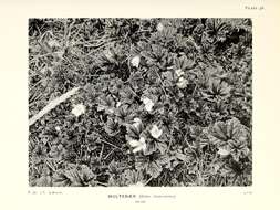 Image of cloudberry