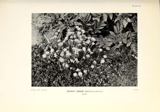 Image of Common Scurvygrass