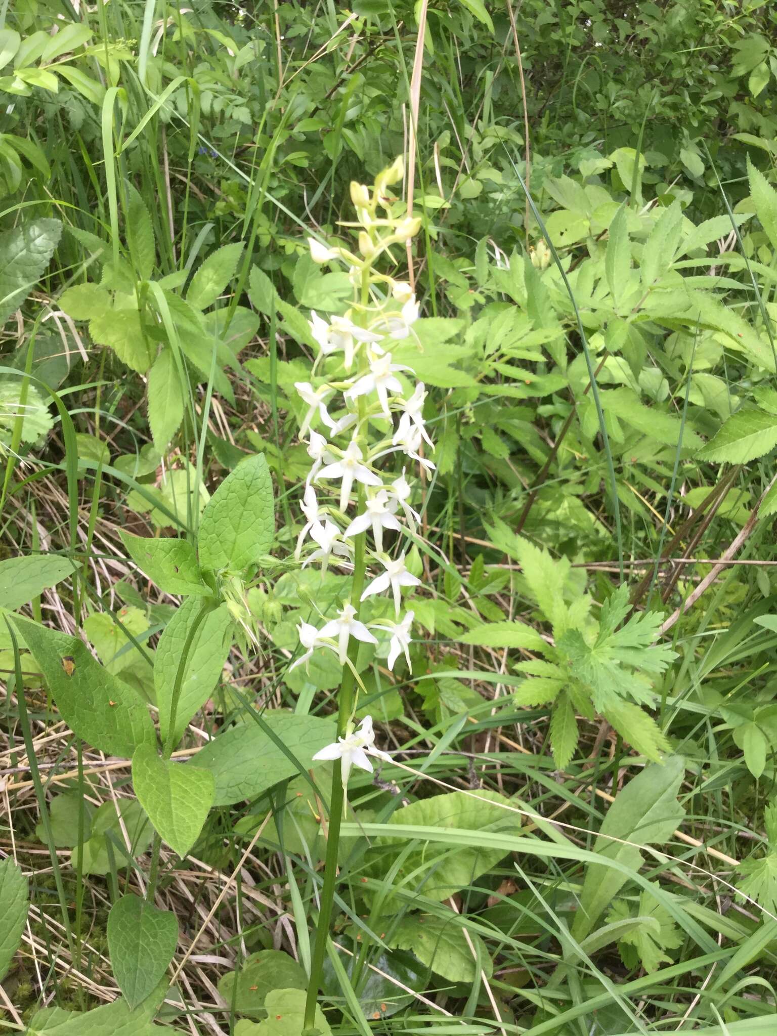 Image of lesser butterfly-orchid