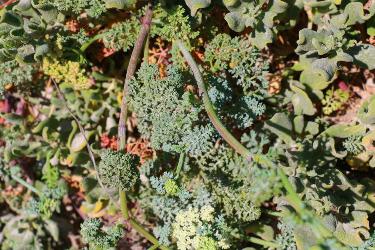 Imagem de Dasispermum suffruticosum (Bergius) B. L. Burtt