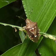 Image of Mormidea notulifera Stal 1860