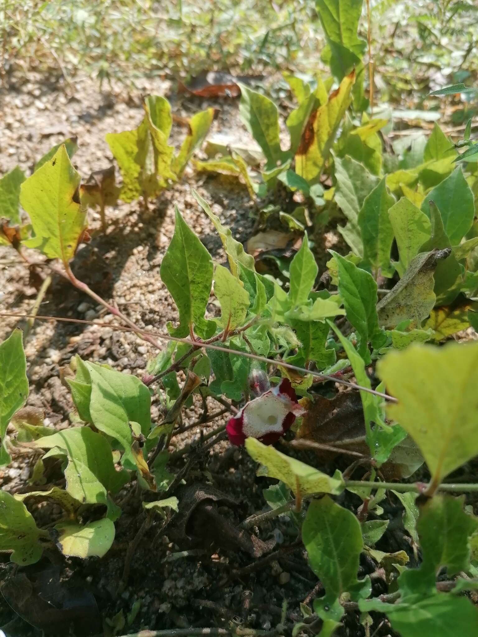 Image of Aristolochia nelsonii Eastwood