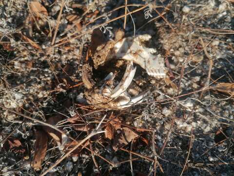 Image of giant pocket gopher