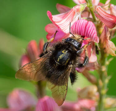 Image of Brown-banded carder bee