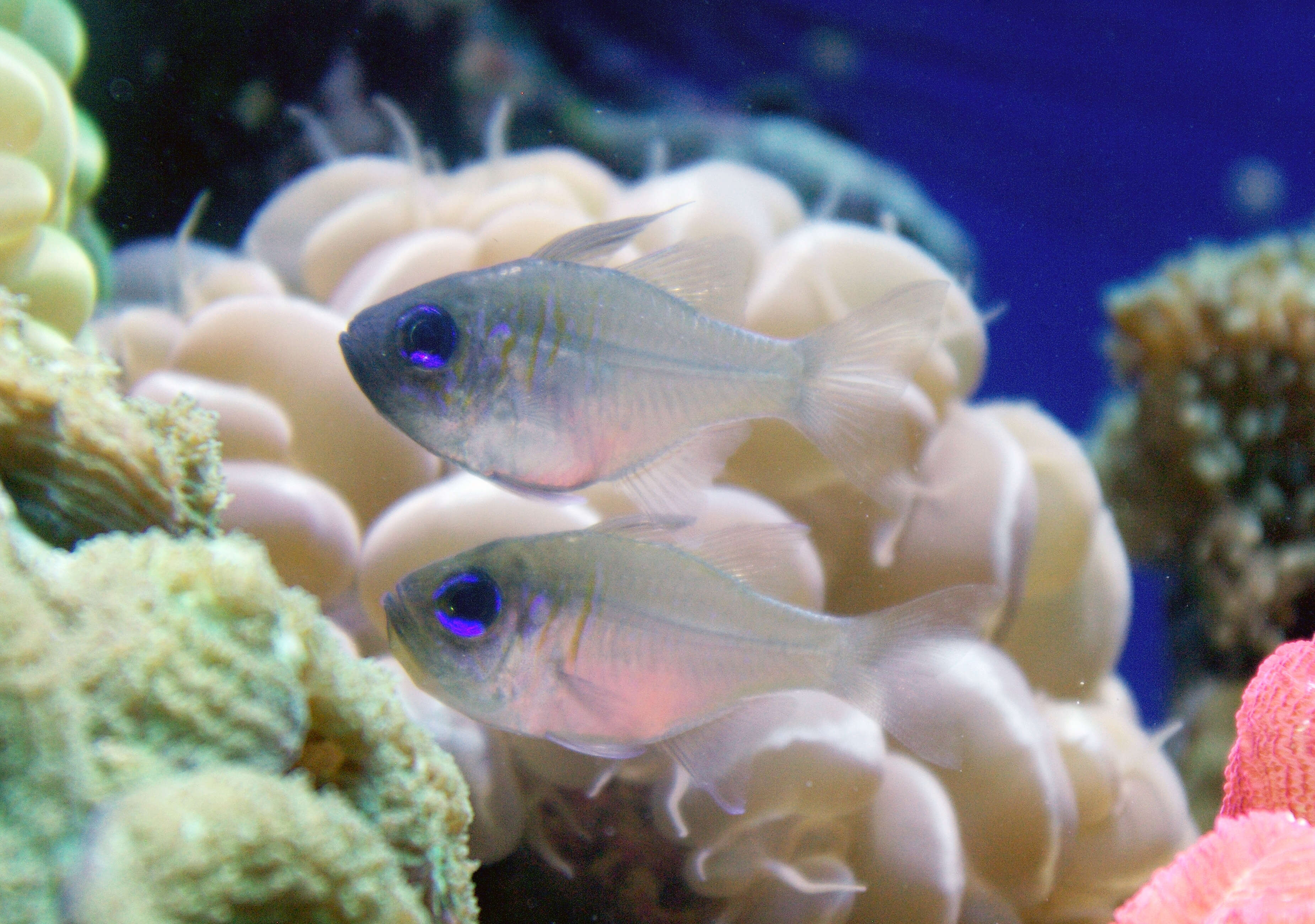 Image of Threadfin cardinalfish