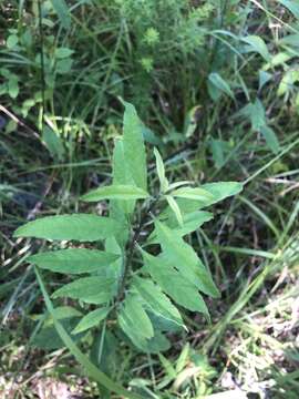 Image of azure blue sage