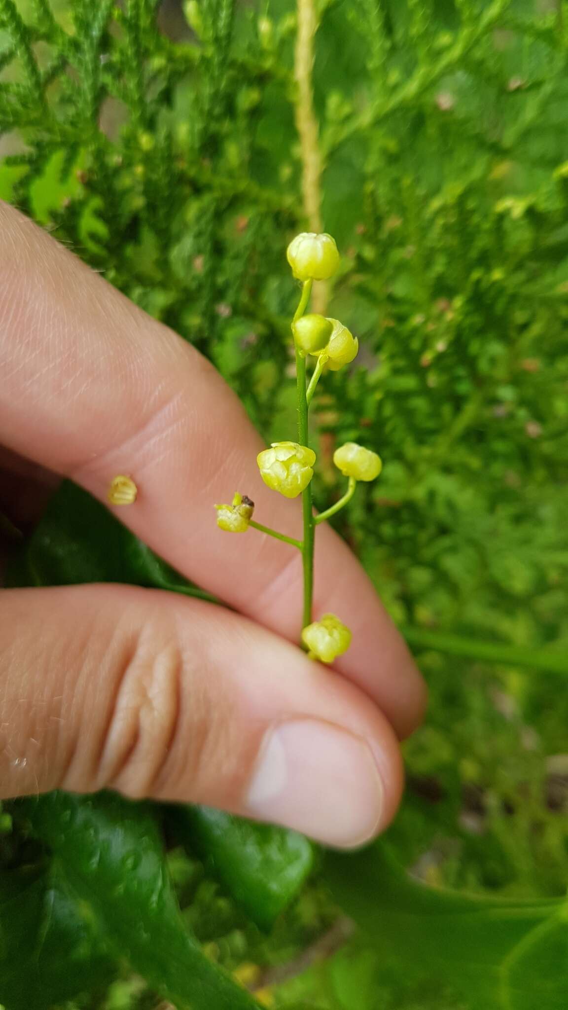 Image of Odontocarya tamoides (DC.) Miers