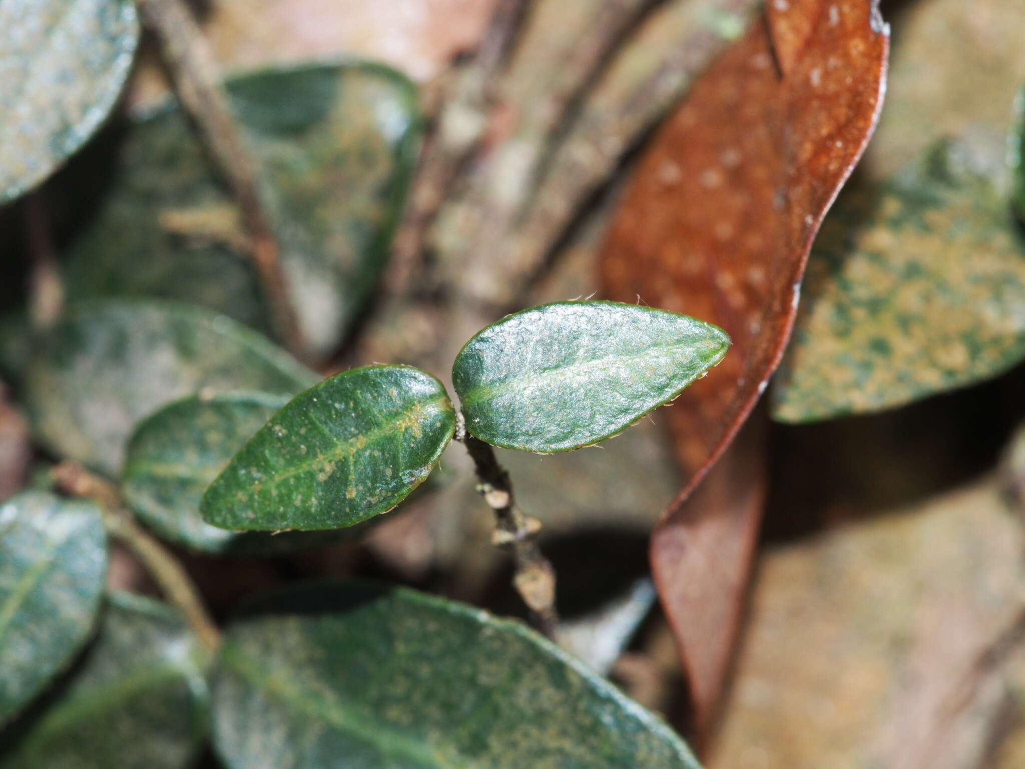 Plancia ëd Trachelospermum jasminoides (Lindl.) Lem.