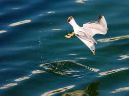 Image of Black-headed Gull