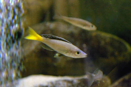 Image of Cyprichromis leptosoma (Boulenger 1898)