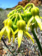 Image of Cotyledon cuneata Thunb.