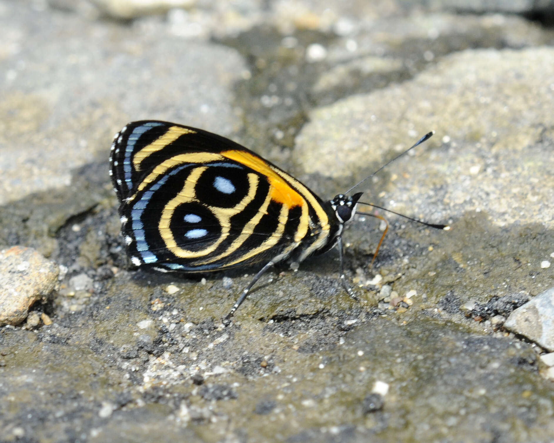 Image of Catagramma tolima Hewitson 1852