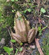 Image of Green Frog