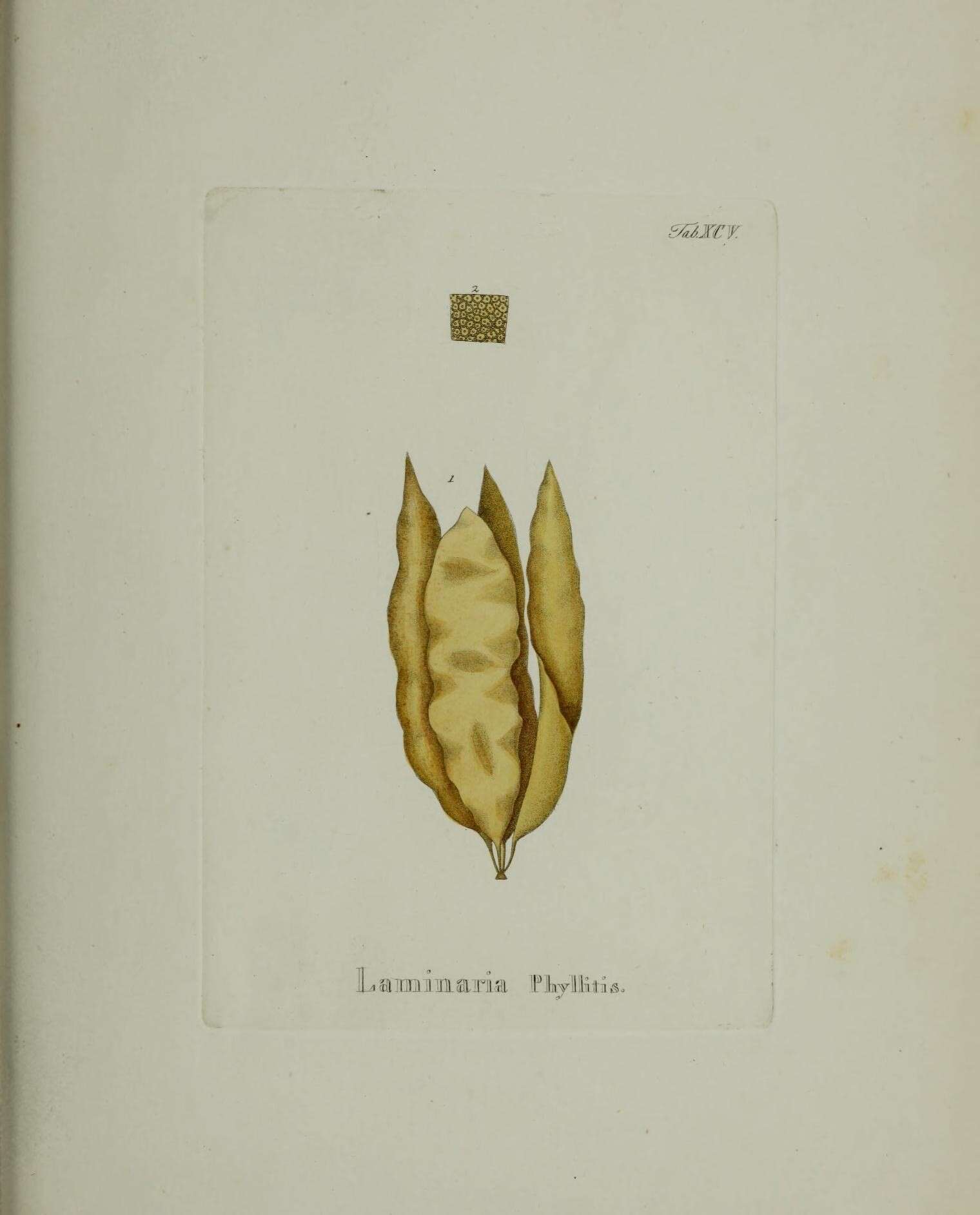Image of Saccharina Stackhouse 1809