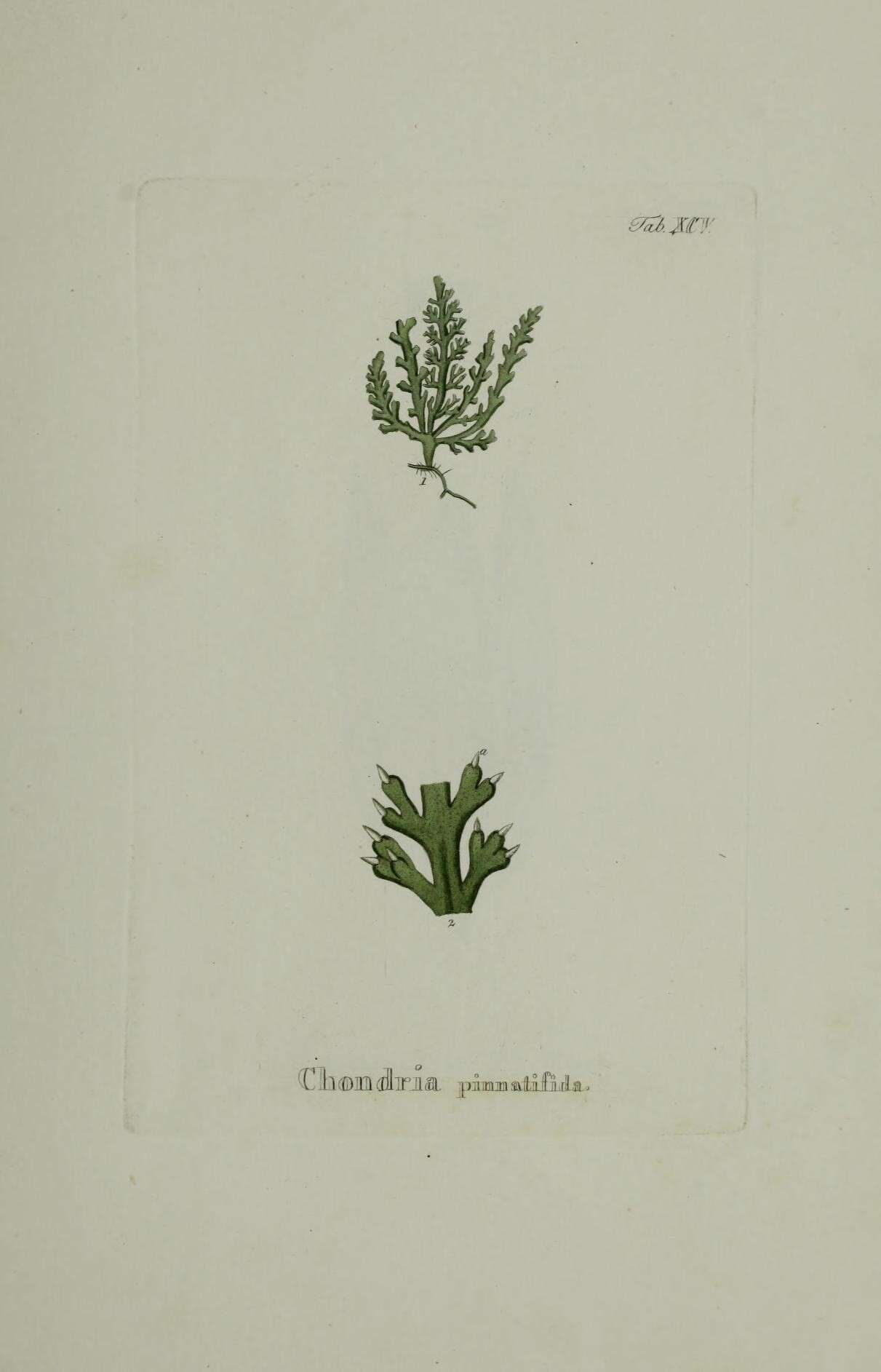 Image de Osmundea pinnatifida