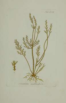 Image of Cystoseira foeniculacea