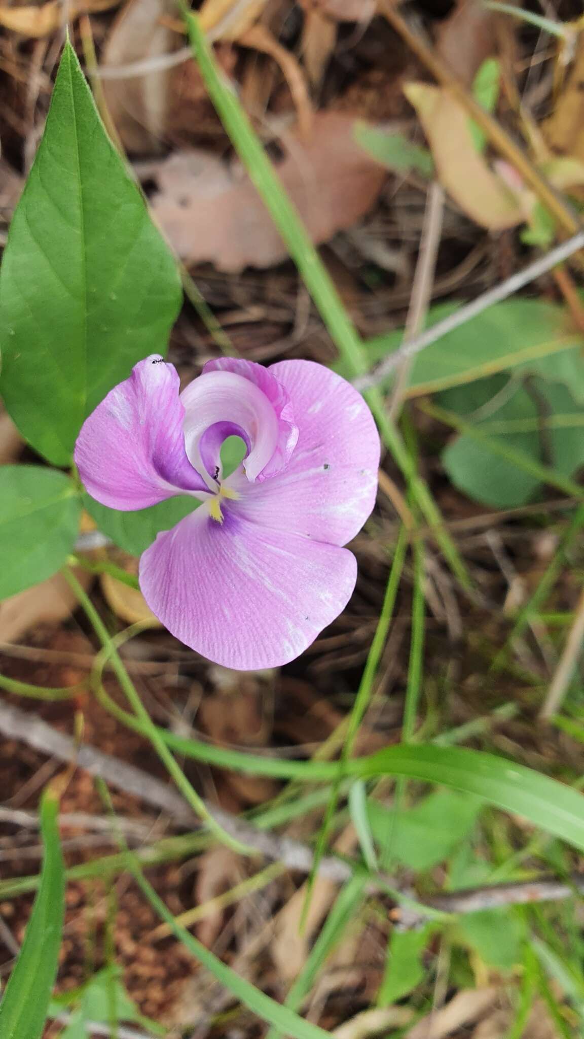 Image of Vigna vexillata var. vexillata