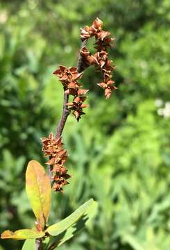 Myrica hartwegii S. Wats. resmi