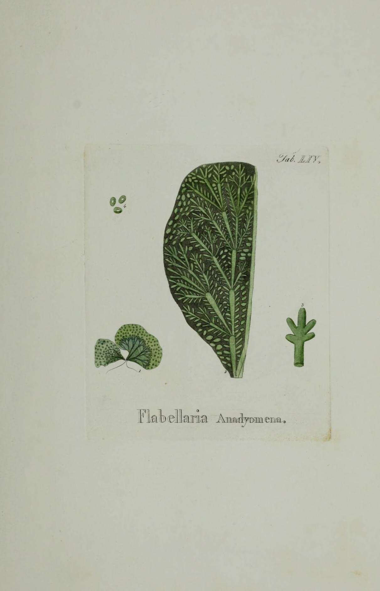 Image of Anadyomene J. V. Lamouroux 1812