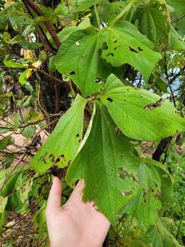 Dioscorea dregeana (Kunth) T. Durand & Schinz的圖片