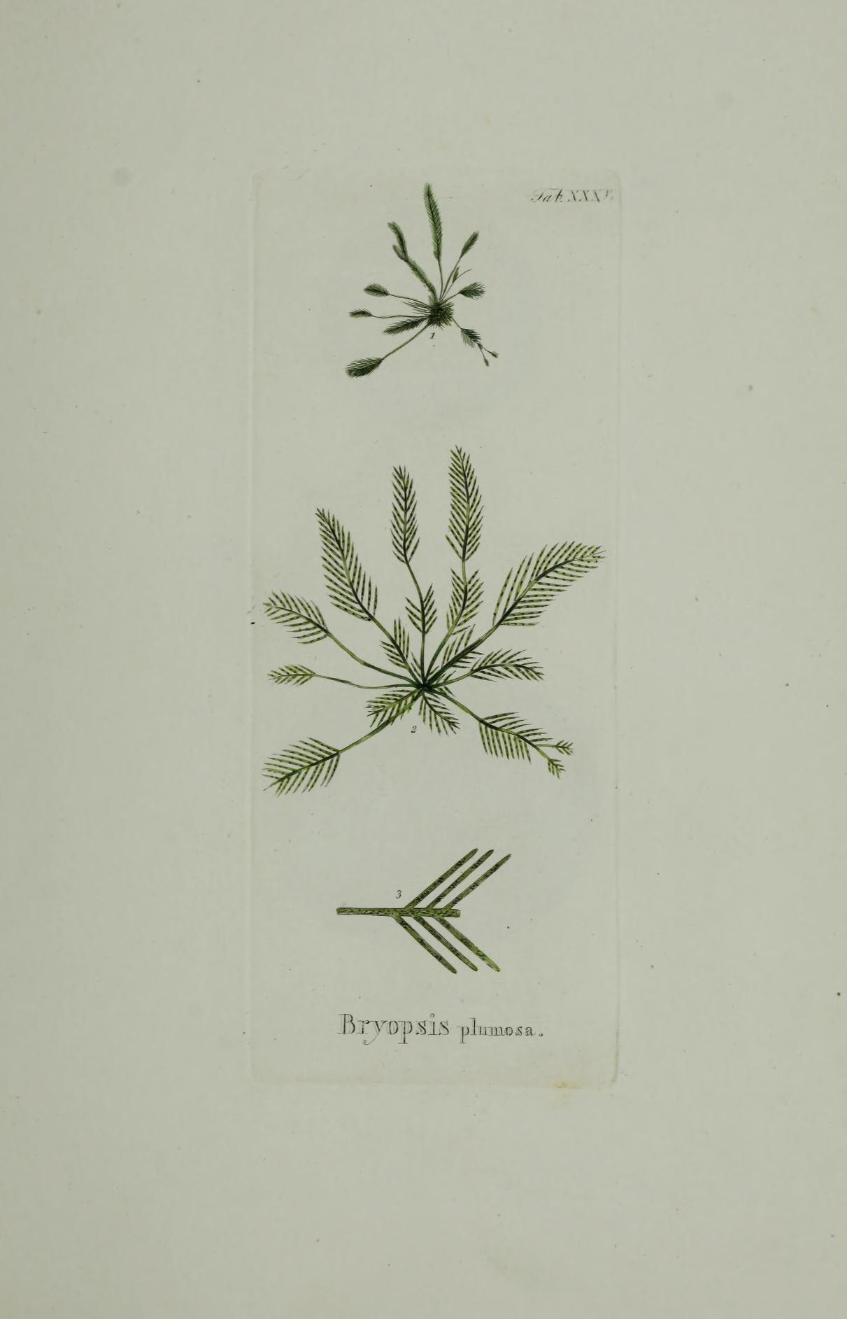 Image of <i>Bryopsis plumosa</i>