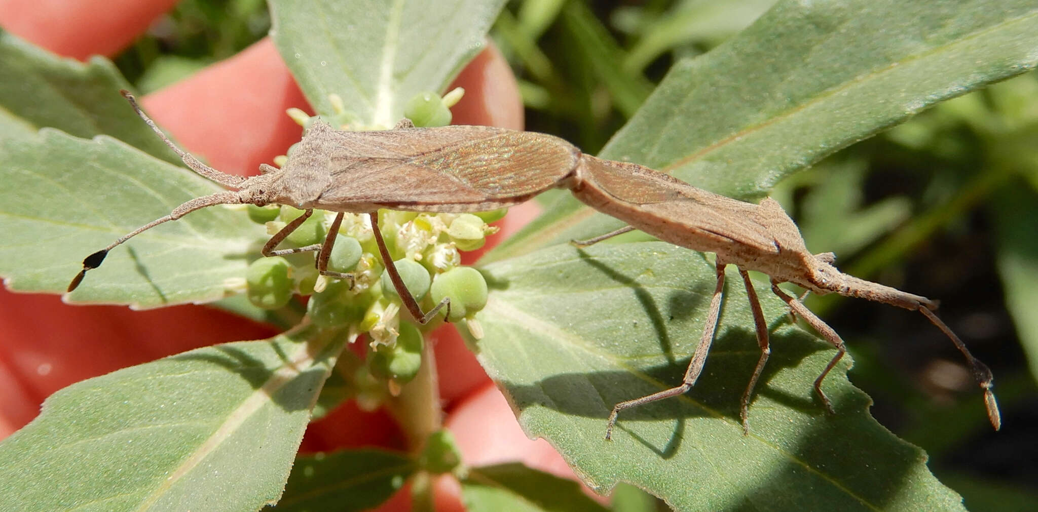 Image of Euphorbia Bug