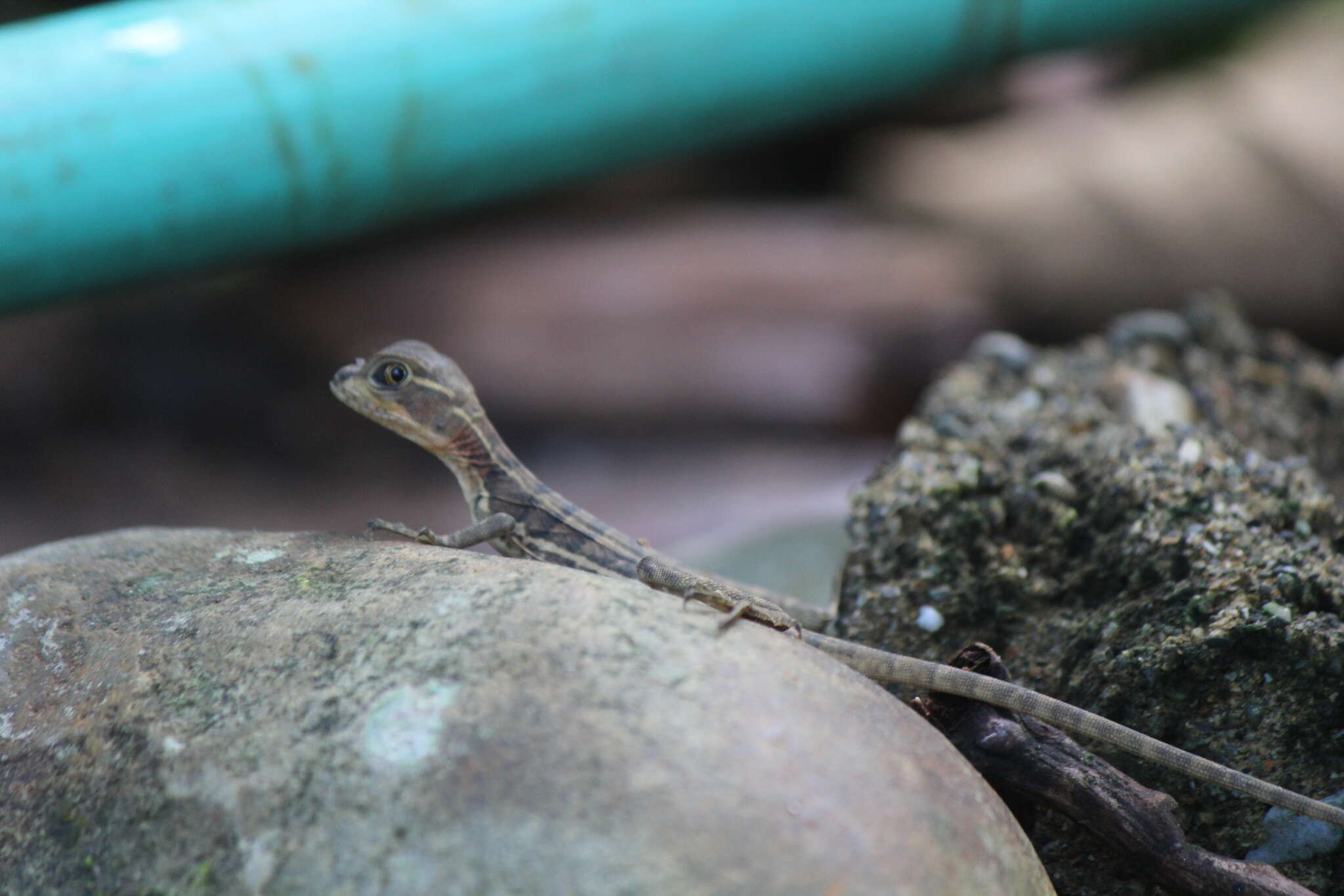 Image of Western basilisk