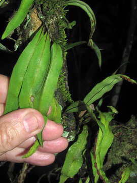 Image of starscale fern