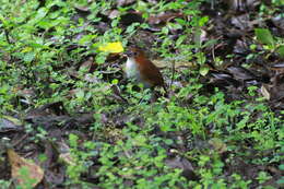 Image of White-bellied Antpitta