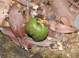 Image of Garcinia oblongifolia Champ. ex Benth.