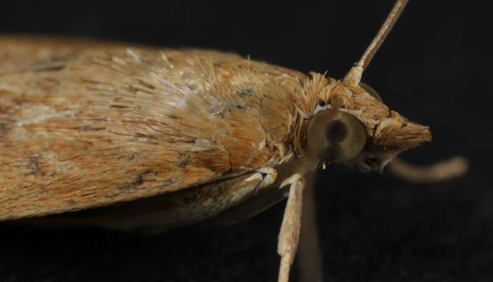 Image of Garden Webworm Moth