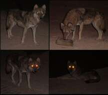 Image of Arabian wolf