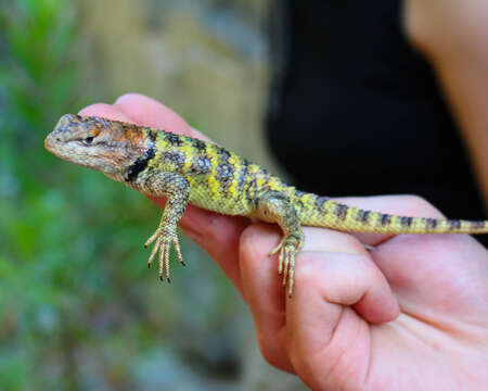 Image of Sceloporus uniformis Phelan & Brattstrom 1955