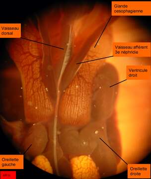 Image de Arenicole