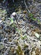 Erigeron uniflorus subsp. uniflorus resmi