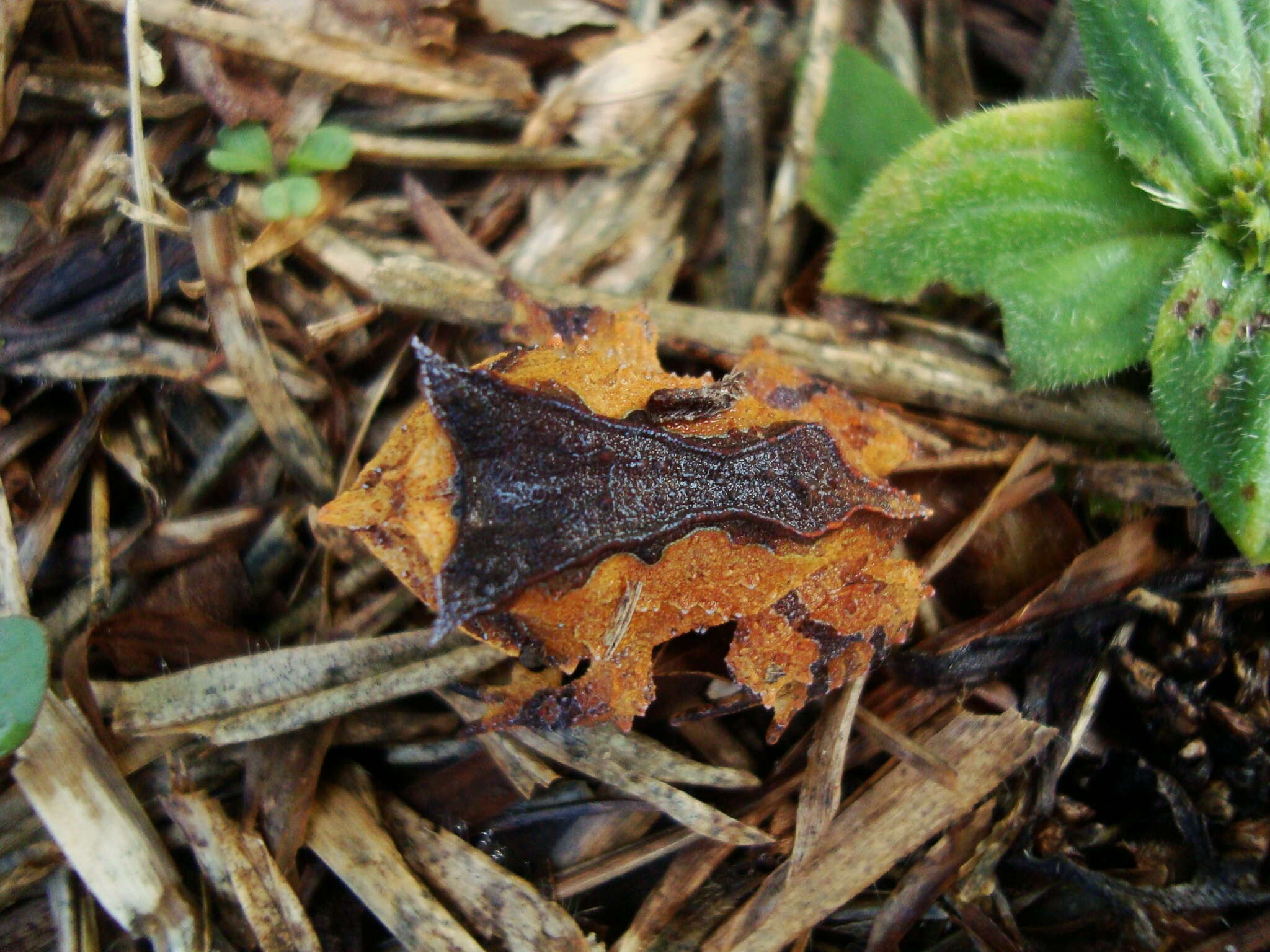 Image de Proceratophrys subguttata Izecksohn, Cruz & Peixoto 1999