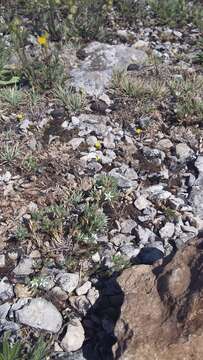 Image of Minuartia glomerata (M. Bieb.) Degen