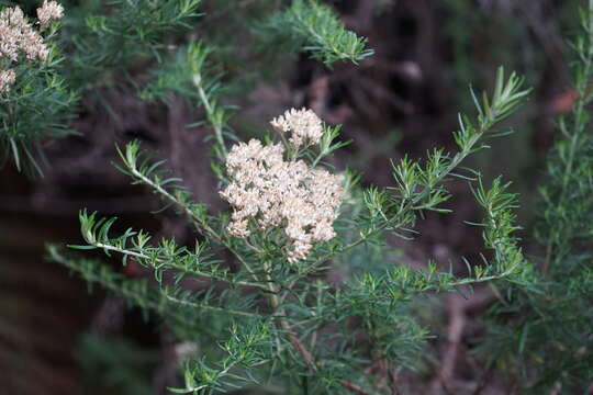 Cassinia aculeata (Labill.) R. Br. resmi