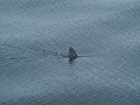 Image of Salmon Shark