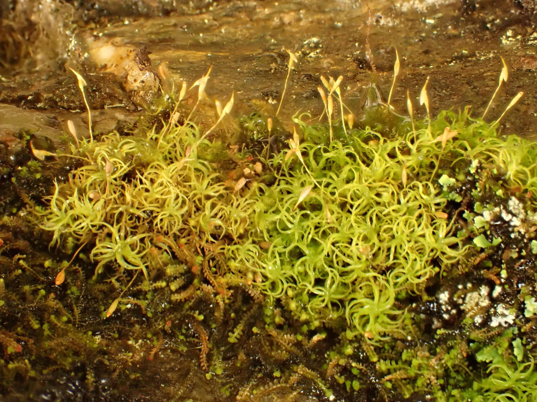 Image of cynodontium moss