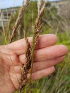 Image of Gahnia filum (Labill.) F. Muell.